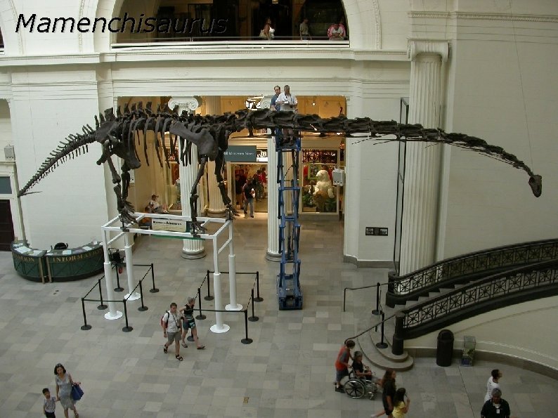 Mamenchisaurus Mamenchisaurus