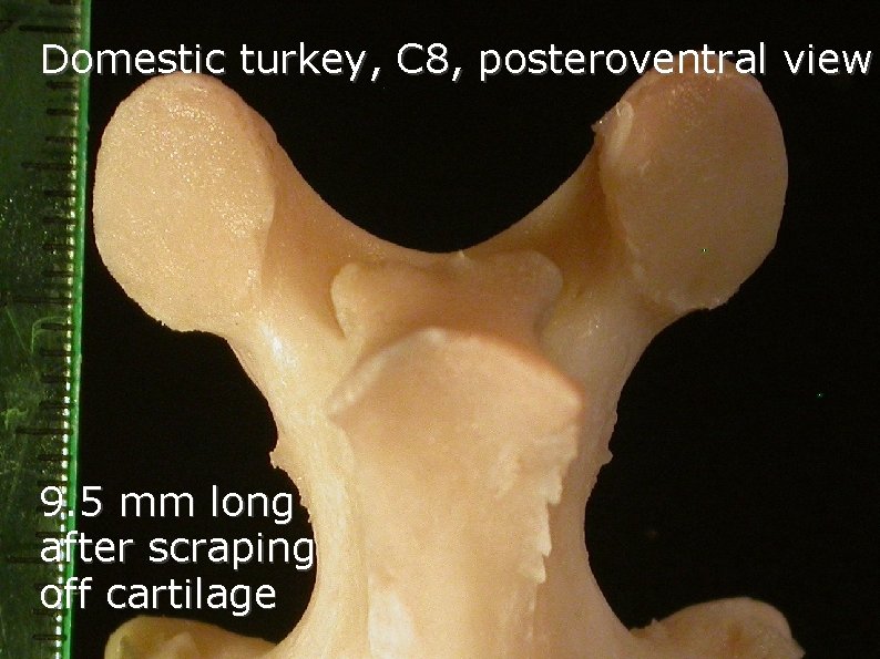 Domestic turkey, C 8, posteroventral view 9. 5 mm long after scraping off cartilage Domestic turkey, C 8, posteroventral view 9. 5 mm long after scraping off cartilage