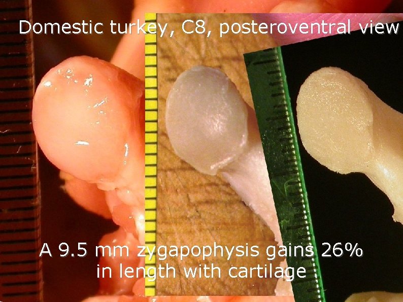 Domestic turkey, C 8, posteroventral view A 9. 5 mm zygapophysis gains 26% in Domestic turkey, C 8, posteroventral view A 9. 5 mm zygapophysis gains 26% in