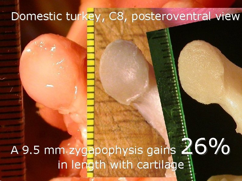 Domestic turkey, C 8, posteroventral view 26% A 9. 5 mm zygapophysis gains in Domestic turkey, C 8, posteroventral view 26% A 9. 5 mm zygapophysis gains in