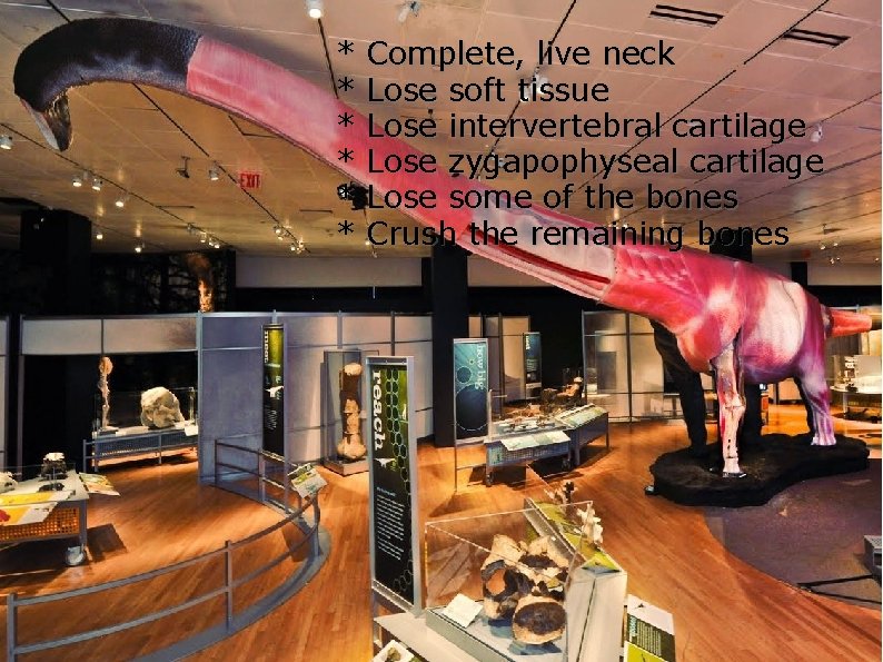 * * * Complete, live neck Lose soft tissue Lose intervertebral cartilage Lose zygapophyseal * * * Complete, live neck Lose soft tissue Lose intervertebral cartilage Lose zygapophyseal