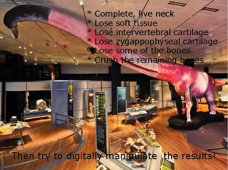 * * * Complete, live neck Lose soft tissue Lose intervertebral cartilage Lose zygappophyseal * * * Complete, live neck Lose soft tissue Lose intervertebral cartilage Lose zygappophyseal