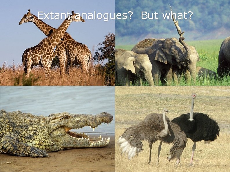 Extant analogues? But what? Extant analogues? But what?