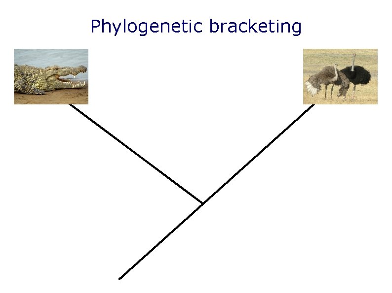 Phylogenetic bracketing Phylogenetic bracketing