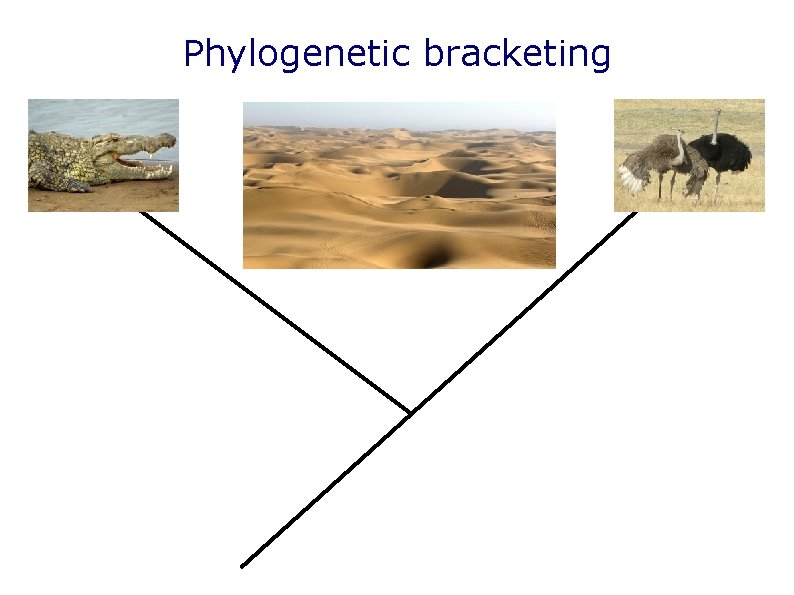Phylogenetic bracketing Phylogenetic bracketing