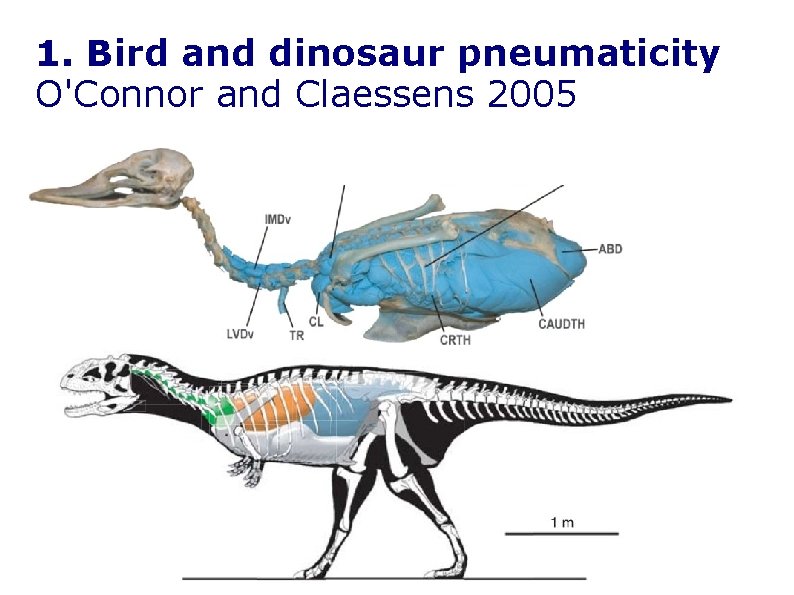 1. Bird and dinosaur pneumaticity O'Connor and Claessens 2005 1. Bird and dinosaur pneumaticity O'Connor and Claessens 2005