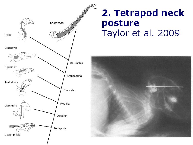 2. Tetrapod neck posture Taylor et al. 2009 2. Tetrapod neck posture Taylor et al. 2009