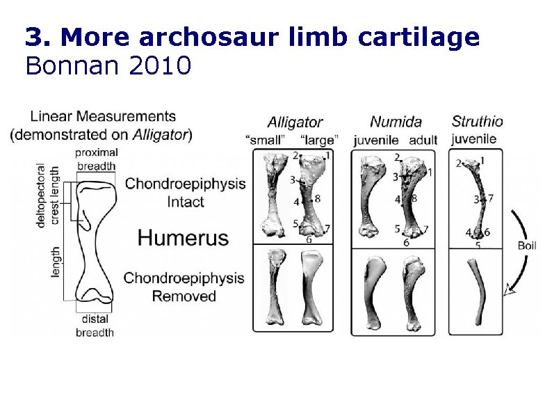 3. More archosaur limb cartilage Bonnan 2010 3. More archosaur limb cartilage Bonnan 2010