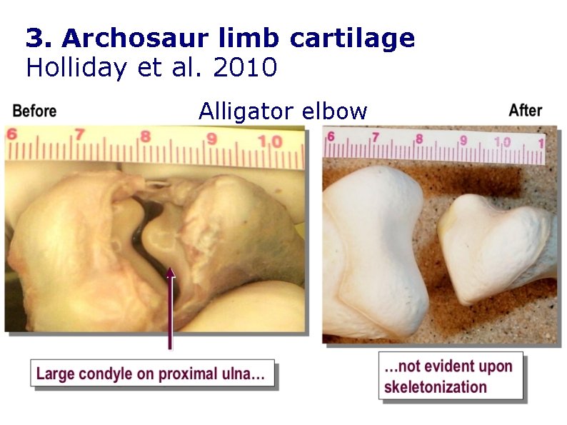 3. Archosaur limb cartilage Holliday et al. 2010 Alligator elbow 3. Archosaur limb cartilage Holliday et al. 2010 Alligator elbow