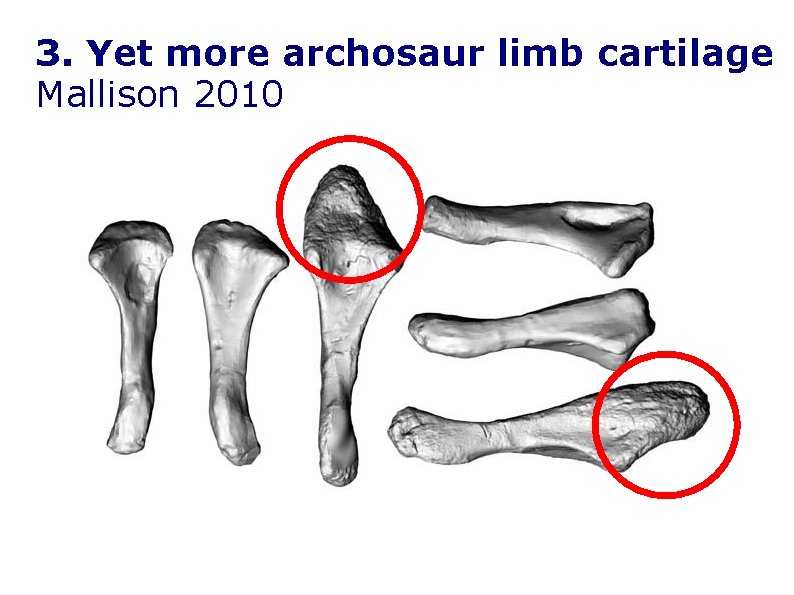 3. Yet more archosaur limb cartilage Mallison 2010 3. Yet more archosaur limb cartilage Mallison 2010