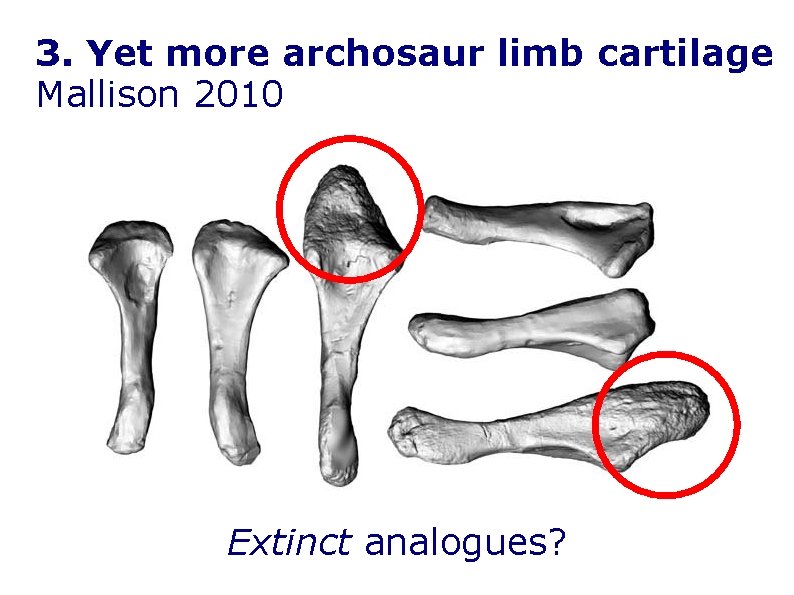 3. Yet more archosaur limb cartilage Mallison 2010 Extinct analogues? 3. Yet more archosaur limb cartilage Mallison 2010 Extinct analogues?