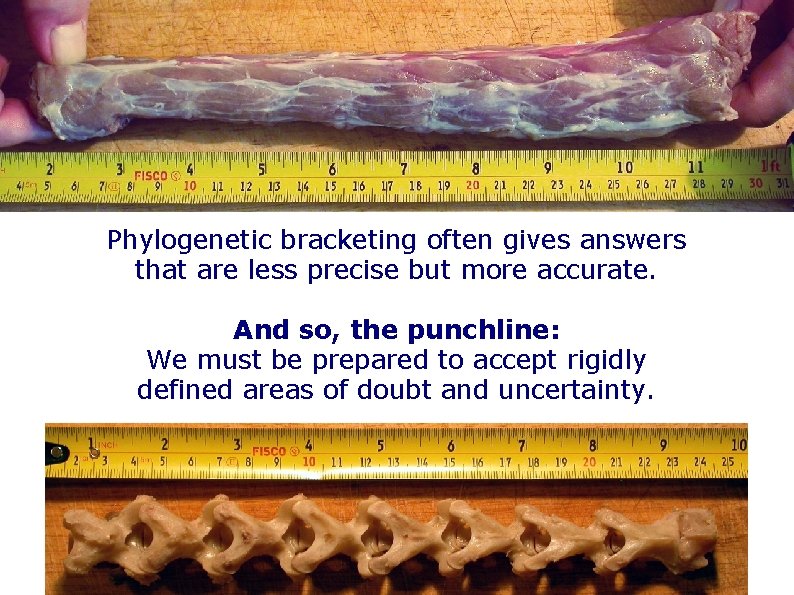 Phylogenetic bracketing often gives answers that are less precise but more accurate. And so, Phylogenetic bracketing often gives answers that are less precise but more accurate. And so,