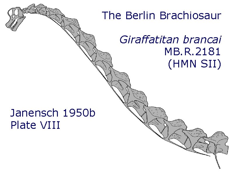 The Berlin Brachiosaur Giraffatitan brancai MB. R. 2181 (HMN SII) Janensch 1950 b Plate The Berlin Brachiosaur Giraffatitan brancai MB. R. 2181 (HMN SII) Janensch 1950 b Plate