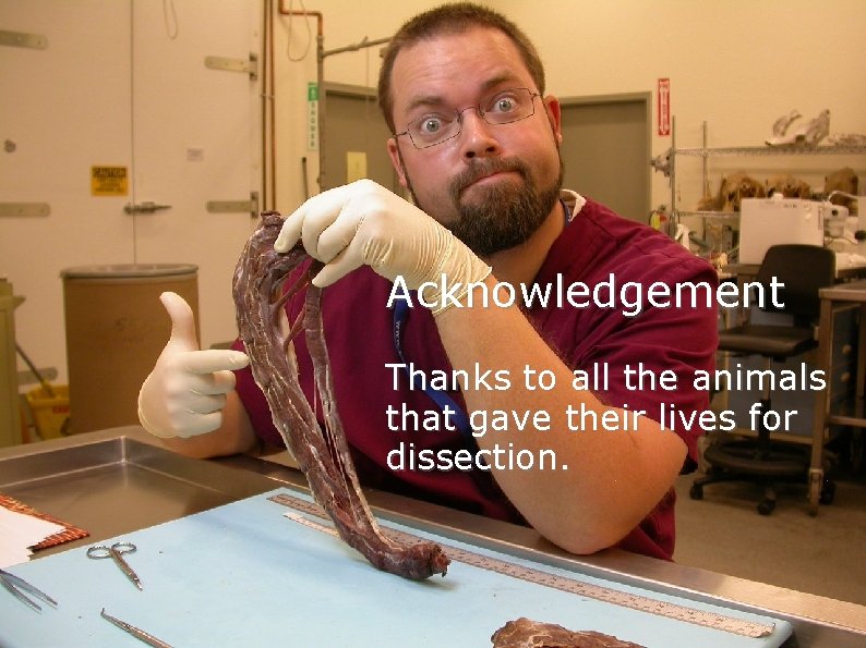 Acknowledgement Thanks to all the animals that gave their lives for dissection. Acknowledgement Thanks to all the animals that gave their lives for dissection.