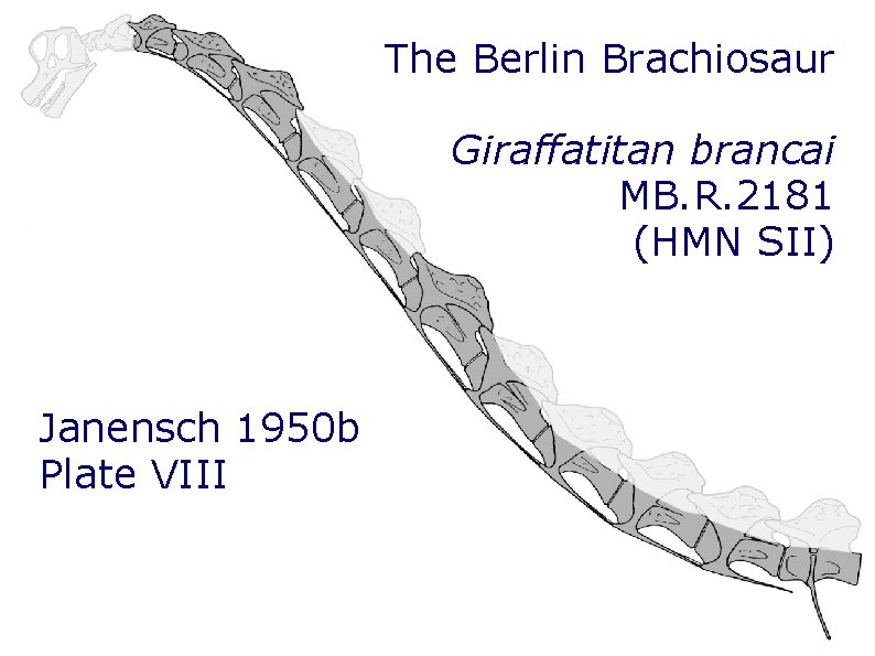 The Berlin Brachiosaur Giraffatitan brancai MB. R. 2181 (HMN SII) Janensch 1950 b Plate The Berlin Brachiosaur Giraffatitan brancai MB. R. 2181 (HMN SII) Janensch 1950 b Plate