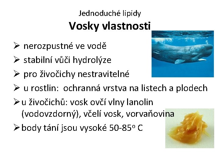 Jednoduché lipidy Vosky vlastnosti Ø nerozpustné ve vodě Ø stabilní vůči hydrolýze Ø pro