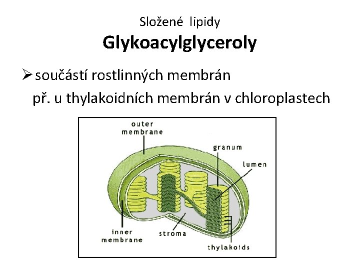 Složené lipidy Glykoacylglyceroly Ø součástí rostlinných membrán př. u thylakoidních membrán v chloroplastech 