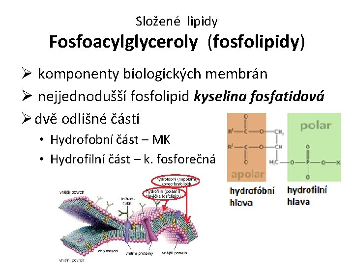 Složené lipidy Fosfoacylglyceroly (fosfolipidy) Ø komponenty biologických membrán Ø nejjednodušší fosfolipid kyselina fosfatidová Ø