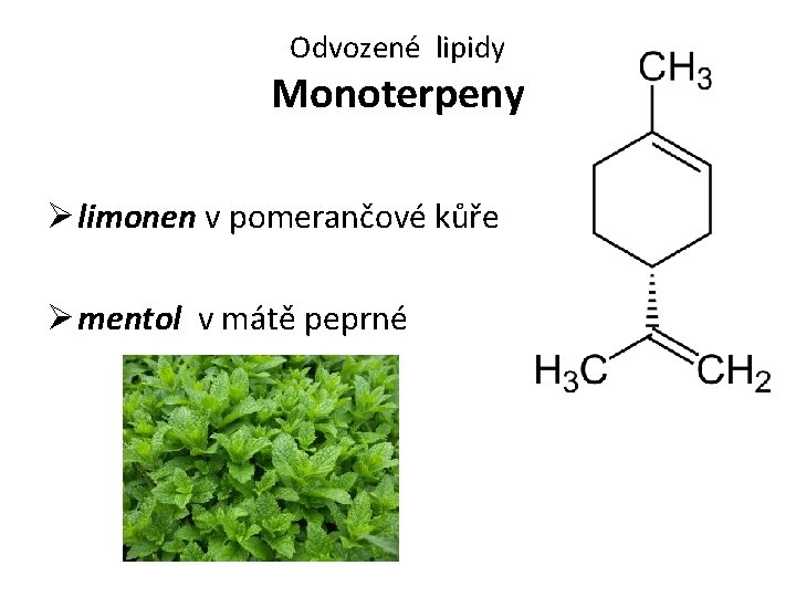 Odvozené lipidy Monoterpeny Ø limonen v pomerančové kůře Ø mentol v mátě peprné 