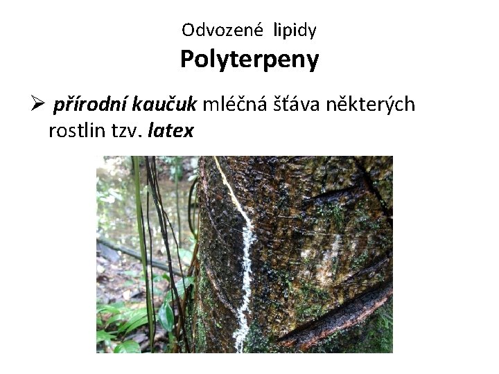Odvozené lipidy Polyterpeny Ø přírodní kaučuk mléčná šťáva některých rostlin tzv. latex 