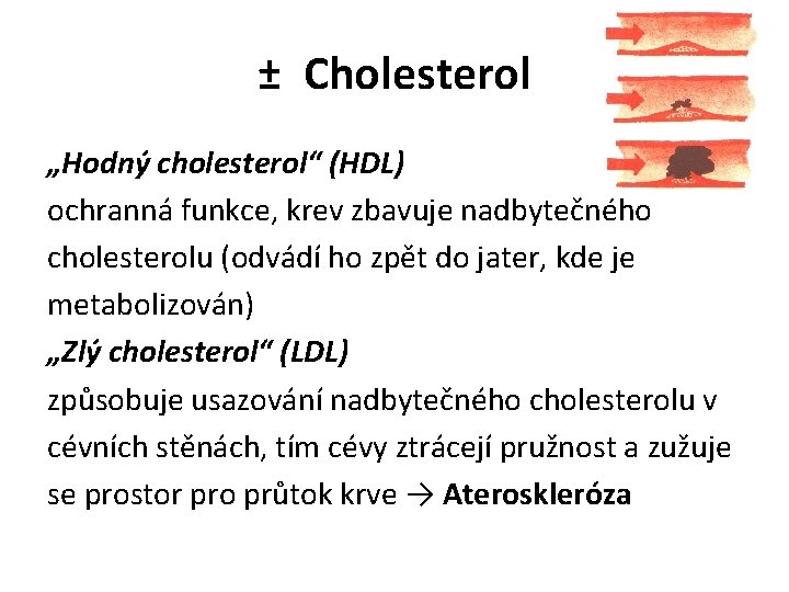 ± Cholesterol „Hodný cholesterol“ (HDL) ochranná funkce, krev zbavuje nadbytečného cholesterolu (odvádí ho zpět