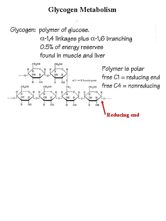 Glycogen Metabolism Reducing end 