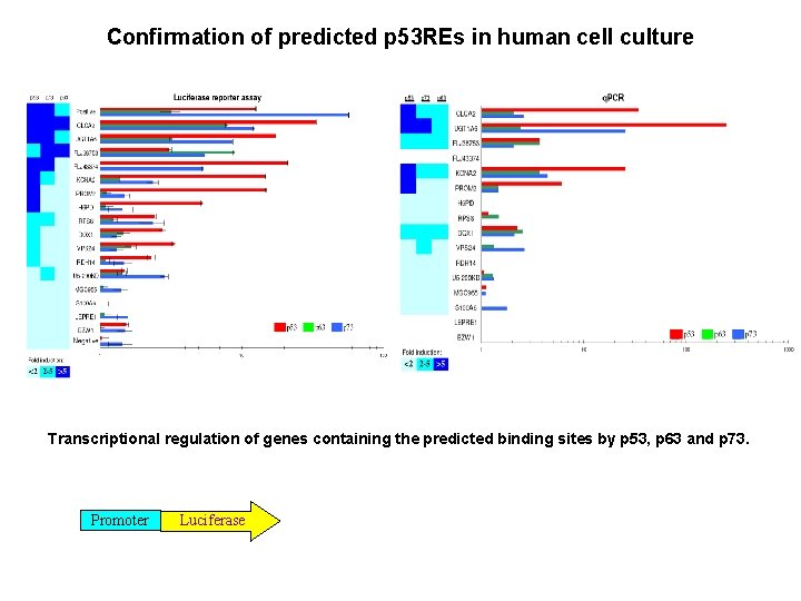 Discovery of Novel Tumor Suppressor p 53 Response