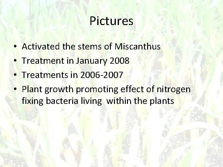 Pictures • • Activated the stems of Miscanthus Treatment in January 2008 Treatments in