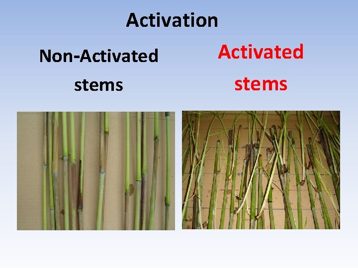 Activation Activated Non-Activated stems 