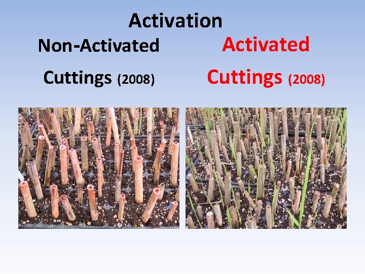 Activation Activated Non-Activated Cuttings (2008) 
