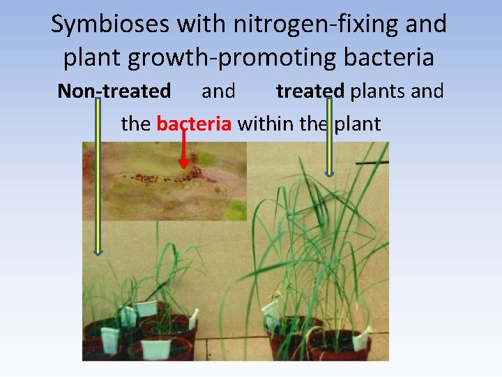 Symbioses with nitrogen-fixing and plant growth-promoting bacteria Non-treated and treated plants and the bacteria