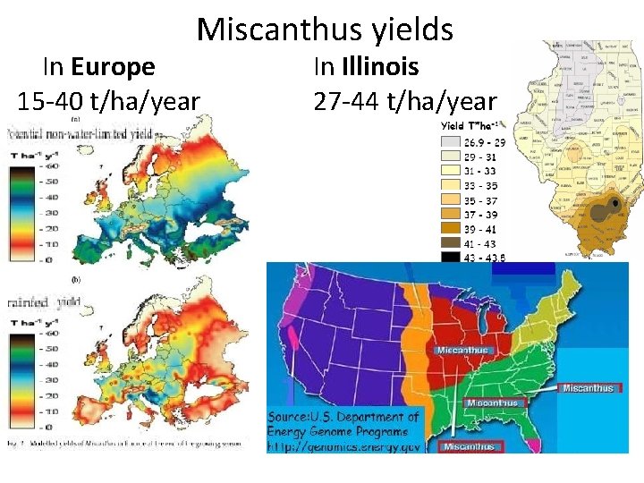 Miscanthus yields In Europe 15 -40 t/ha/year In Illinois 27 -44 t/ha/year Illinois farm