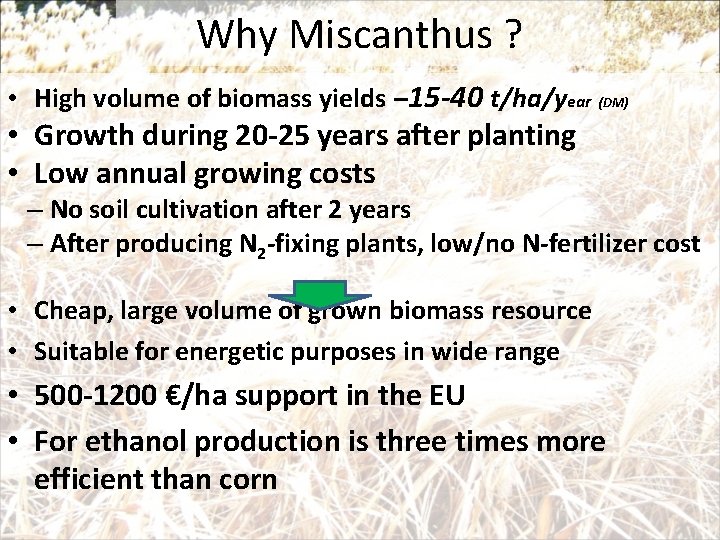 Why Miscanthus ? • High volume of biomass yields – 15 -40 t/ha/year (DM)