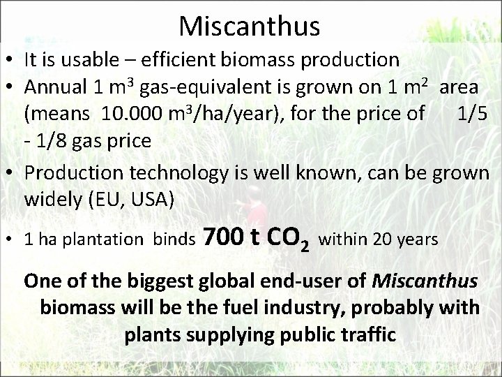 Miscanthus • It is usable – efficient biomass production • Annual 1 m 3