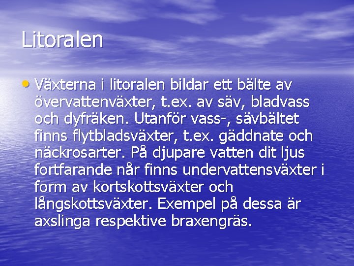 Litoralen • Växterna i litoralen bildar ett bälte av övervattenväxter, t. ex. av säv,