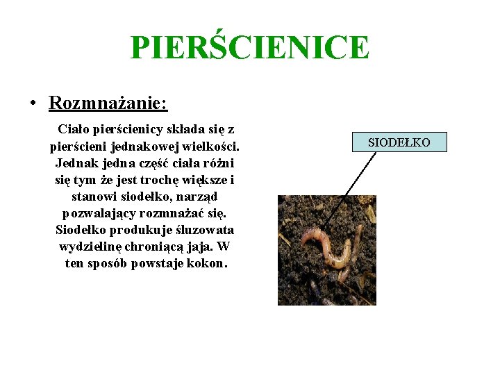 PIERŚCIENICE • Rozmnażanie: Ciało pierścienicy składa się z pierścieni jednakowej wielkości. Jednak jedna część PIERŚCIENICE • Rozmnażanie: Ciało pierścienicy składa się z pierścieni jednakowej wielkości. Jednak jedna część
