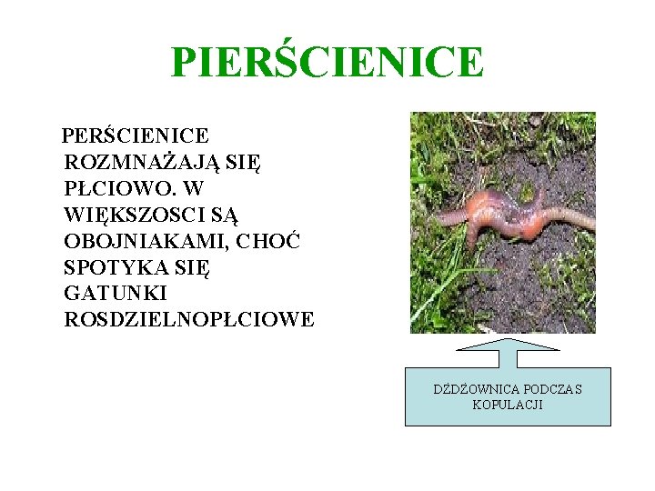 PIERŚCIENICE PERŚCIENICE ROZMNAŻAJĄ SIĘ PŁCIOWO. W WIĘKSZOSCI SĄ OBOJNIAKAMI, CHOĆ SPOTYKA SIĘ GATUNKI ROSDZIELNOPŁCIOWE