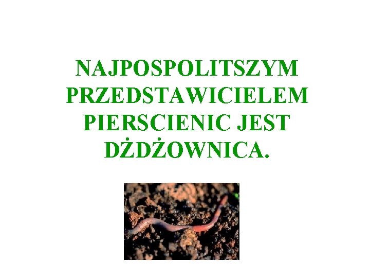 NAJPOSPOLITSZYM PRZEDSTAWICIELEM PIERSCIENIC JEST DŻDŻOWNICA. 