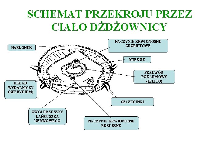 SCHEMAT PRZEKROJU PRZEZ CIAŁO DŻDŻOWNICY NABŁONEK NACZYNIE KRWIONOSNE GRZBIETOWE MIĘŚNIE PRZEWÓD POKARMOWY (JELITO) UKŁAD