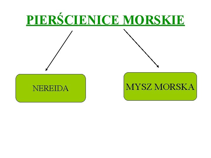 PIERŚCIENICE MORSKIE NEREIDA MYSZ MORSKA 