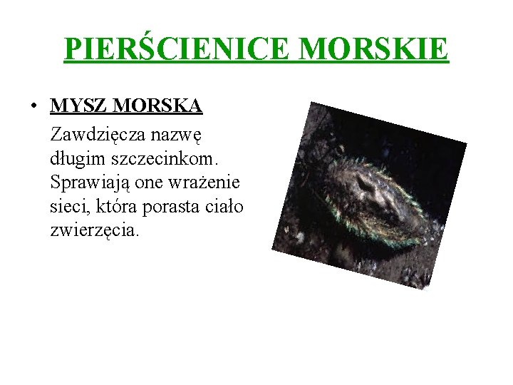 PIERŚCIENICE MORSKIE • MYSZ MORSKA Zawdzięcza nazwę długim szczecinkom. Sprawiają one wrażenie sieci, która