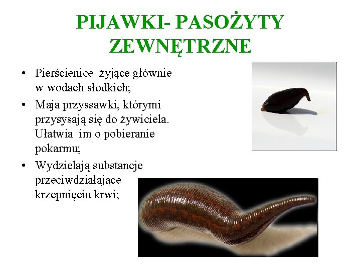 PIJAWKI- PASOŻYTY ZEWNĘTRZNE • Pierścienice żyjące głównie w wodach słodkich; • Maja przyssawki, którymi