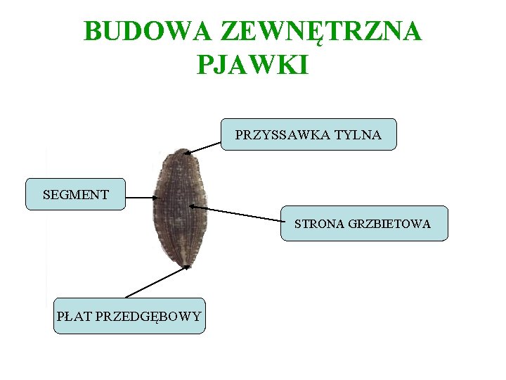 BUDOWA ZEWNĘTRZNA PJAWKI PRZYSSAWKA TYLNA SEGMENT STRONA GRZBIETOWA PŁAT PRZEDGĘBOWY 