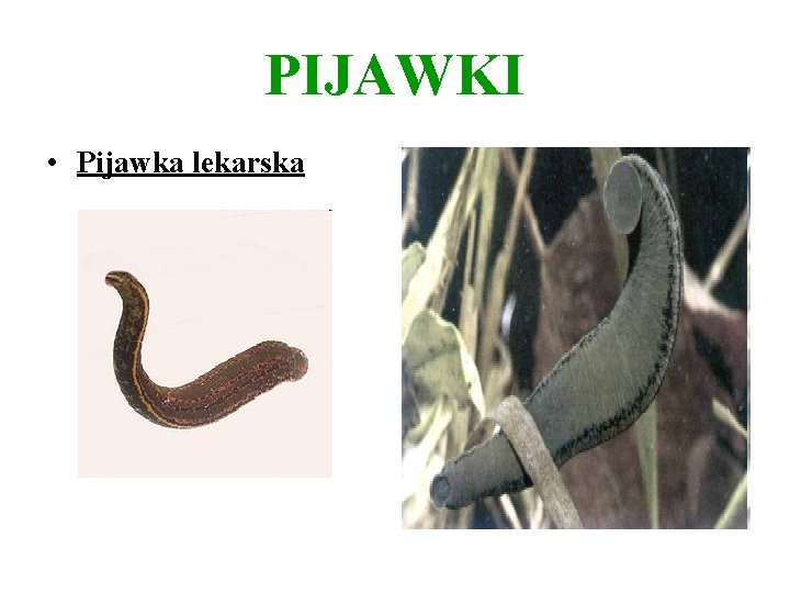 PIJAWKI • Pijawka lekarska 