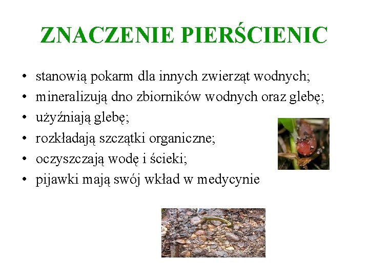 ZNACZENIE PIERŚCIENIC • • • stanowią pokarm dla innych zwierząt wodnych; mineralizują dno zbiorników