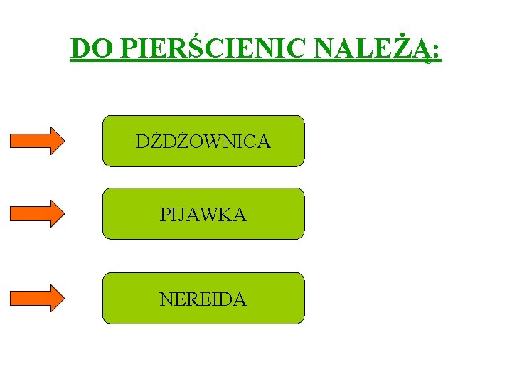 DO PIERŚCIENIC NALEŻĄ: DŻDŻOWNICA PIJAWKA NEREIDA 