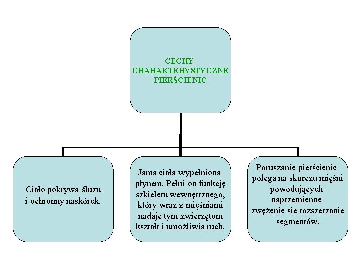 CECHY CHARAKTERYSTYCZNE PIERŚCIENIC Ciało pokrywa śluzu i ochronny naskórek. Jama ciała wypełniona płynem. Pełni