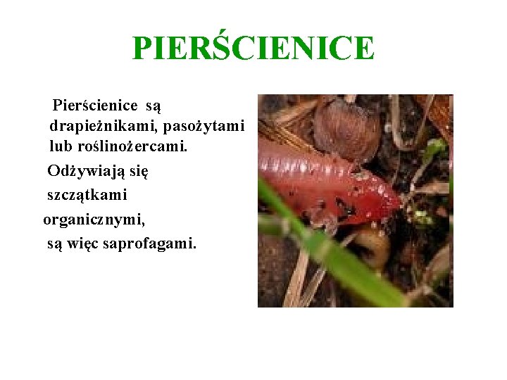 PIERŚCIENICE Pierścienice są drapieżnikami, pasożytami lub roślinożercami. Odżywiają się szczątkami organicznymi, są więc saprofagami. PIERŚCIENICE Pierścienice są drapieżnikami, pasożytami lub roślinożercami. Odżywiają się szczątkami organicznymi, są więc saprofagami.