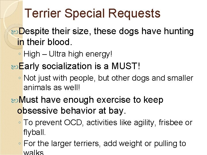 Terrier Special Requests Despite their size, these dogs have hunting in their blood. ◦