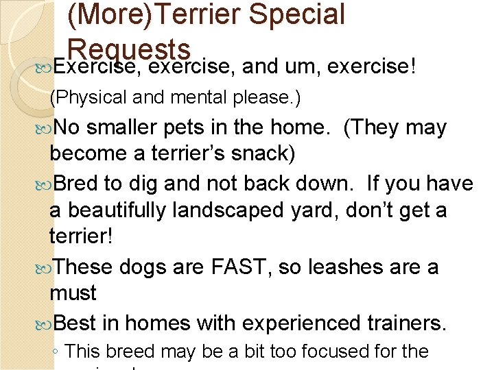 (More)Terrier Special Requests Exercise, exercise, and um, exercise! (Physical and mental please. ) No